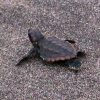 イルカランドで孵化したウミガメ赤ちゃんの放流 鹿児島ダグリ岬海水浴場