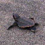 イルカランドで孵化したウミガメ赤ちゃんの放流 鹿児島ダグリ岬海水浴場
