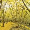 垂水千本イチョウ園の見頃となる季節 夜間はライトアップも開催